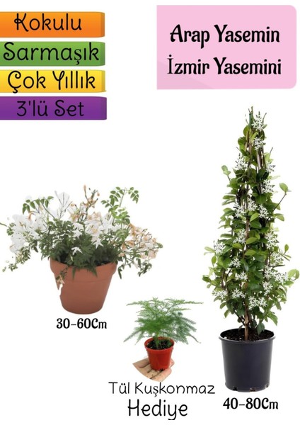 Kokulu Arap Yasemini+Klasik Izmir Yasemin+Tül Kuşkonmaz Hediyeli 3'lü Bahçe Seti