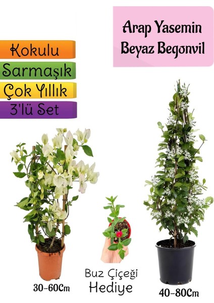 Kokulu Arap Yasemini+Beyaz Begonvil+Buz Çiçeği Hediyeli 3'lü Bahçe Seti