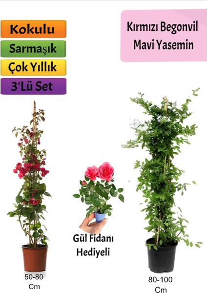 Mavi Yasemin+ Kırmızı Begonvil+ Mini Gül Hediyeli