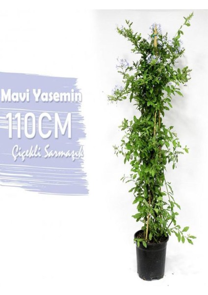 Mavi Yasemin+ Kırmızı Begonvil+ Mini Gül Hediyeli