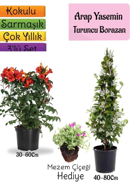Kokulu Arap Yasemini+Turuncu Acem Borusu Çiçeği+Mezem Çiçeği Hediyeli 3'lü Bahçe Seti