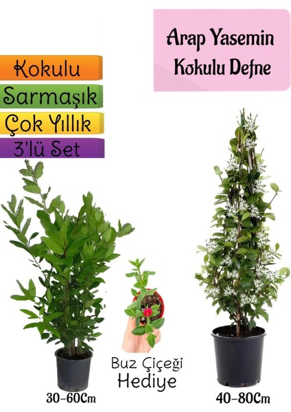Kokulu Arap Yasemini+Defne Çalısı+Buz Çiçeği Hediyeli 3'lü Bahçe Seti