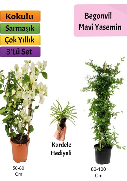 Mavi Yasemin+ Beyaz Begonvil+ Kurdele Çiçeği Hediyeli