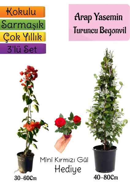 Mis Kokulu Arap Yasemini+Turuncu Begonvil+Mini Gül Hediyeli 3'lü Bahçe Seti