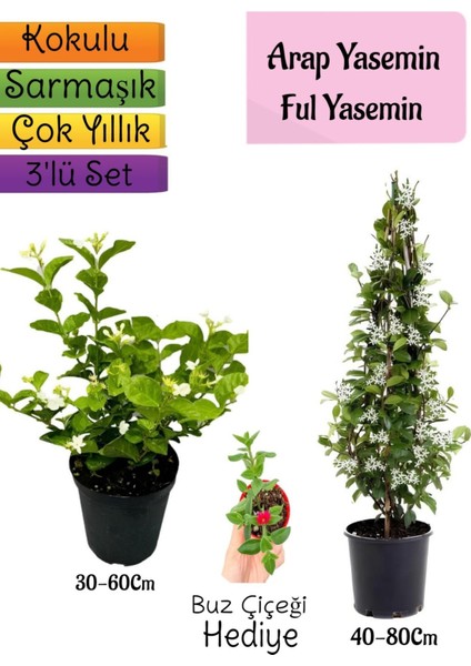 Kokulu Arap Yasemini+Ful Yasemin+Buz Çiçeği Hediyeli 3'lü Bahçe Seti