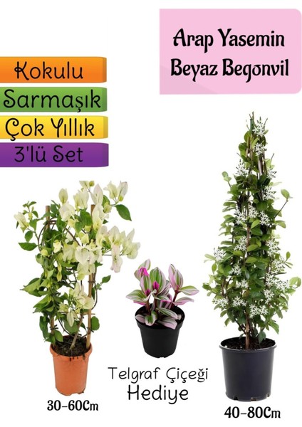 Kokulu Arap Yasemini+Beyaz Begonvil+Telgraf Çiçeği Hediyeli 3'lü Bahçe Seti