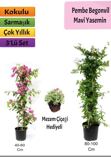 Mavi Yasemin+ Pembe Begonvil+Mezem Hediyeli