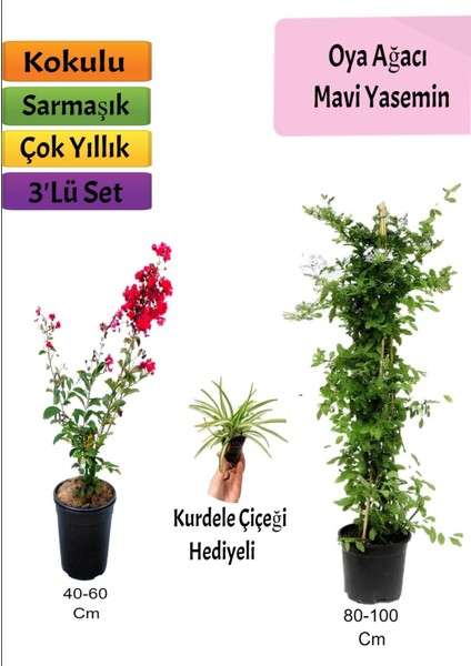 Mavi Yasemin+ Kırmızı Oya Ağacı + Mezem Hediyeli