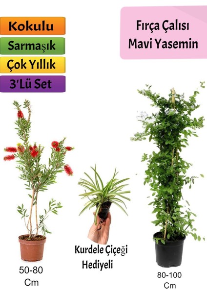 Mavi Yasemin+ Fırça Çalısı+ Kurdele Hediyeli