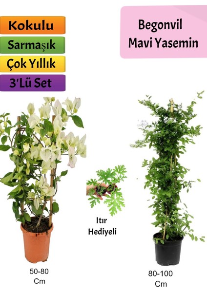 Mavi Yasemin+ Beyaz Begonvil+ Itır Çiçeği Hediyeli