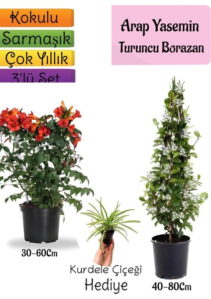 Kokulu Arap Yasemini+Turuncu Acem Borusu Çiçeği+Kurdele Çiçeği Hediyeli 3'lü Bahçe Seti