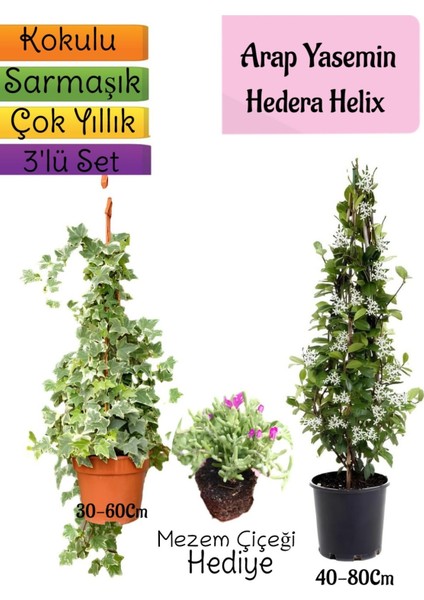 Kokulu Arap Yasemini+Hedera Helix Sarmaşık+Mezem Çiçeği Hediyeli 3'lü Bahçe Seti