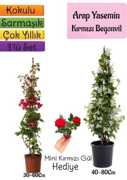 Mis Kokulu Arap Yasemini+Kırmzı Begonvil+Mini Gül Hediyeli 3'lü Bahçe Seti