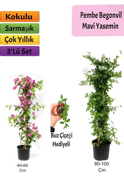 Mavi Yasemin+ Pembe Begonvil+ Buz Hediyeli