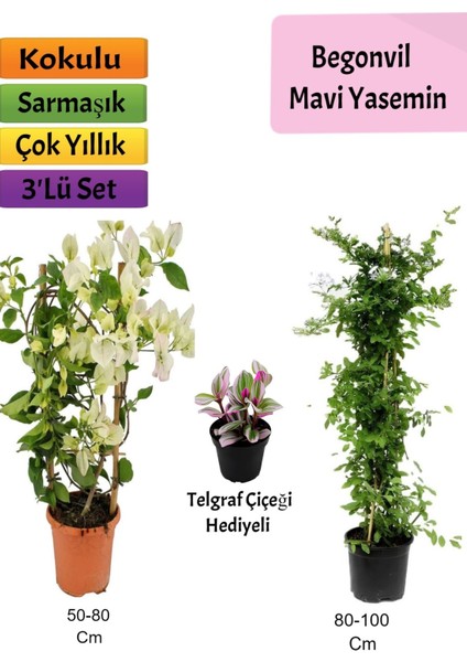 Mavi Yasemin+ Beyaz Begonvil+ Telgraf Çiçeği Hediyeli