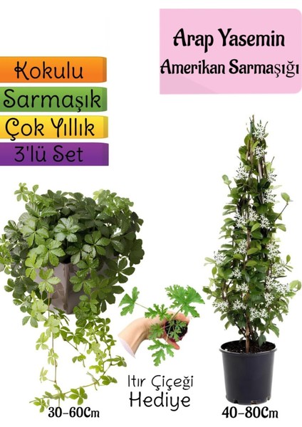 Kokulu Arap Yasemini+Amerikan Sarmaşığı+Itır Çiçeği Hediyeli 3'lü Bahçe Seti