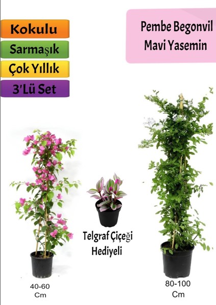 Mavi Yasemin+ Pembe Begonvil+ Telgraf Hediyeli
