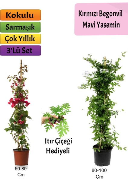 Serada Decor Plant Mavi Yasemin+ Kırmızı Begonvil+ Itır Çiçeği Hediyeli