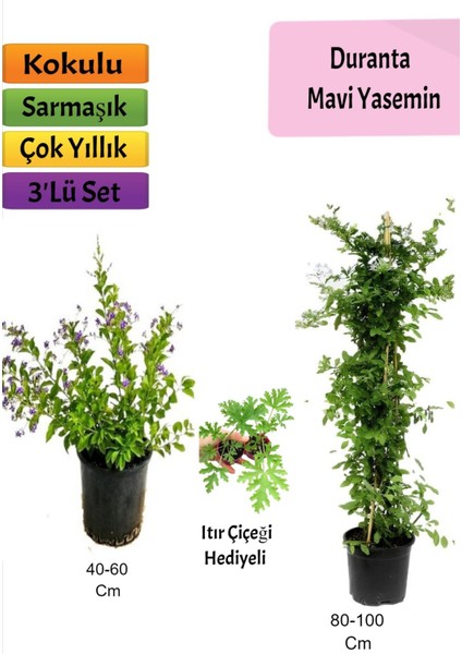 Mavi Yasemin+ Duranta+ Itır Çiçeği Fidanı