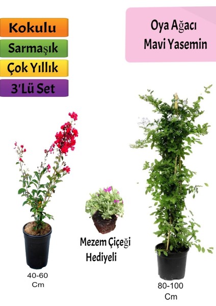 Bitkim Sende Mavi Yasemin+ Kırmızı Oya Ağacı + Mezem Hediyeli