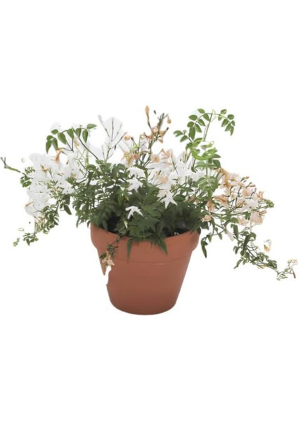 Kokulu Arap Yasemini+Klasik Izmir Yasemin+Itır Çiçeği Hediyeli 3'lü Bahçe Seti modelleri