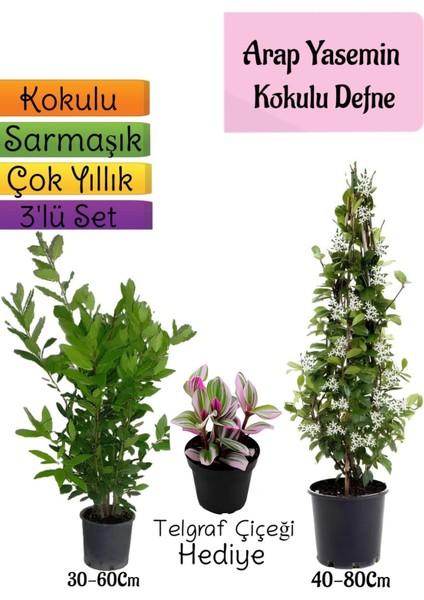 Kokulu Arap Yasemini+Defne Çalısı+Telgraf Çiçeği Hediyeli 3'lü Bahçe Seti