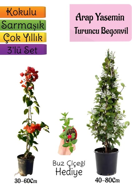 Mis Kokulu Arap Yasemini+Turuncu Begonvil+Buz Çiçeği Hediyeli 3'lü Bahçe Seti