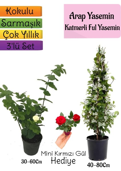 Kokulu Arap Yasemini+Katmerli Ful Yasemin+Mini Gül Hediyeli 3'lü Bahçe Seti