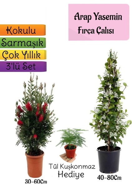 Kokulu Arap Yasemini+Kırmızı Fırça Çalısı+Tül Kuşkonmaz Hediyeli 3'lü Bahçe Seti