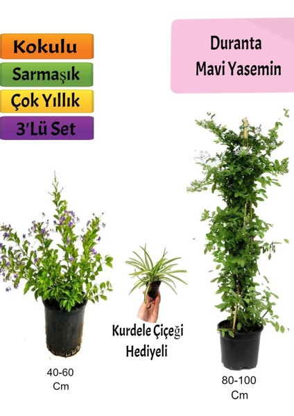 Mavi Yasemin+ Duranta+ Kurdele Çiçeği Fidanı