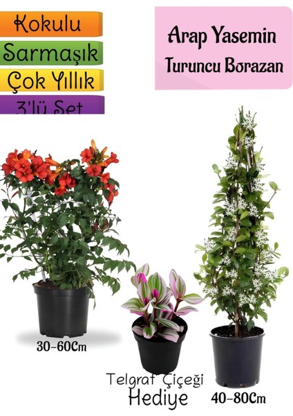 Kokulu Arap Yasemini+Turuncu Acem Borusu Çiçeği+Telgraf Çiçeği Hediyeli 3'lü Bahçe Seti