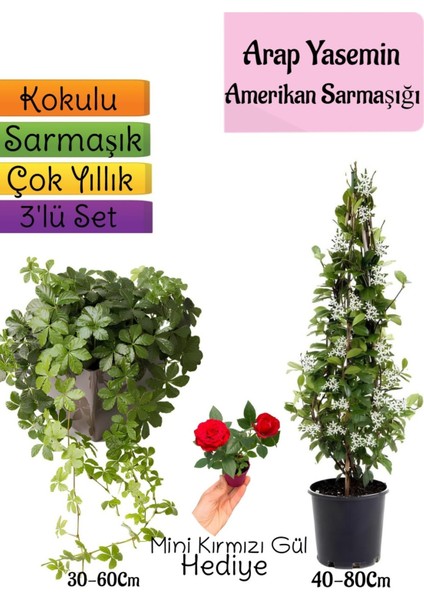 Kokulu Arap Yasemini+Amerikan Sarmaşığı+Mini Gül Hediyeli 3'lü Bahçe Seti