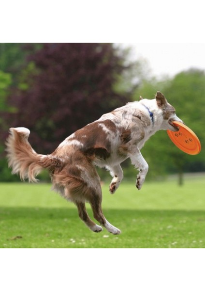 Köpek Agility Eğitim Frizbisi 23CM 326107