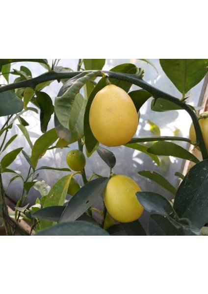 Yenilebilir Tüplü Süs Limonu Üzeri Meyveli 3 Yaş 1m