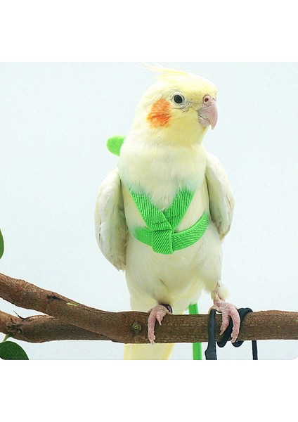 Yeşil Stil 4-M Papağan Uçan Koşum Tasma Takım Pet Kuş Açık Uçuş Eğitim Halat Papağan Malzemeleri Budgie Için Amerika Papağanı Aksesuarları Şeyler (Yurt Dışından) indirimleri