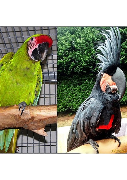 Xl Tarzı Et Papağan Kuş Koşum Tasma Açık Uçan Çekiş Kayışları Anti Uçan Bant Taşınabilir Ayarlanabilir Isırma Önleyici Eğitim Halatı (Yurt Dışından) fırsatları