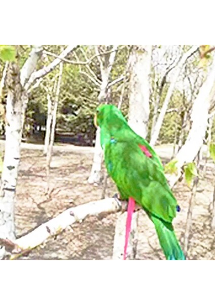 Pembe Tarzı Pet Kuş Koşum ve Tasma Ayarlanabilir Papağan Kuş Koşum Tasma Pet Anti Bite Eğitim Halatı Yumuşak Taşınabilir Pet Oyuncaklar Açık (Yurt Dışından) indirimleri