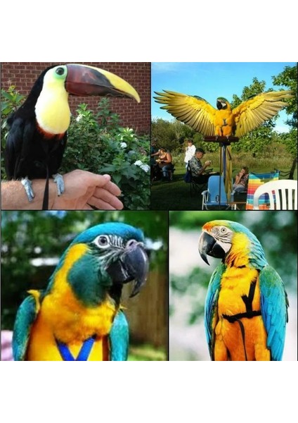 M Tarzı Ayarlanabilir Papağanlar Kuş Koşum Tasma Isırma Önleyici Eğitim Ipi Açık Havada Uçan Koşum Tasma -Drop (Yurt Dışından) fırsatları