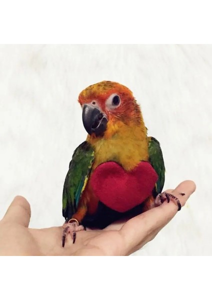 M Tarzı Anti-Bite Uçan Eğitim Halatı Papağan Kuşlar Ultralight Koşum Tasma Yumuşak Taşınabilir Pet Oyuncaklar (Yurt Dışından) fırsatları