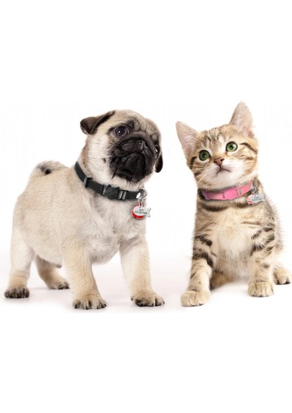 Kırmızı Stil Xs Beden Kedi Yaka Kişiselleştirilmiş Kediler Ayrılabilir Hızlı Bırakma Güvenliği Yavru Kedi Yaka Kazınmış Balık Kimliği Etiketi Isimli Kolye Çanlı (Yurt Dışından) modelleri