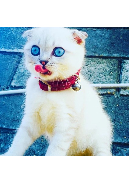Kırmızı Stil Kalp Charm ve Çan Kedi Yaka Güvenlik Elastik Yumuşak Kadife Malzeme ile Ayarlanabilir 8 Renk Evcil Hayvan Ürünü Küçük Köpek Tasması (Yurt Dışından) fırsatları