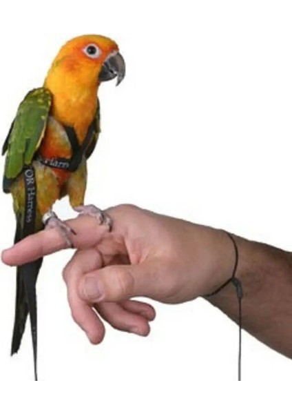 Xxs Stili Papağan Koşum Tasma Uçan Anti-Bite Çekiş Halat Kuş Eğitim Açık Psittacus Erithacus Scarlet Amerika Papağanı Papağanları Için Taşıma (Yurt Dışından) indirimleri