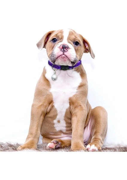 Yeşil Stil 1.0X28CM Et Bling Kedi Tasmaları Yavru Tavşan ve Diğer Küçük Evcil Hayvanlar Için Çanlı Ayrık, Ayarlanabilir (Yurt Dışından) indirimleri