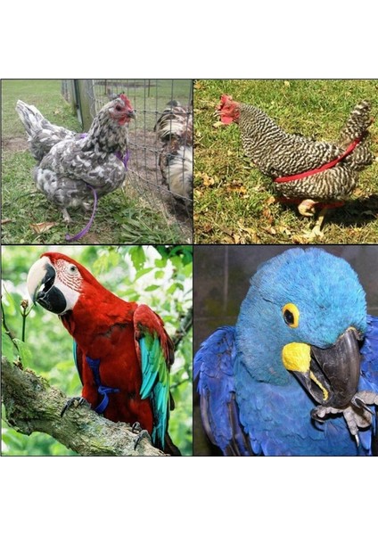 Xs Stili Ayarlanabilir Papağanlar Kuş Koşum Tasma Isırma Önleyici Eğitim Ipi Açık Havada Uçan Koşum Tasma -Drop (Yurt Dışından) modelleri