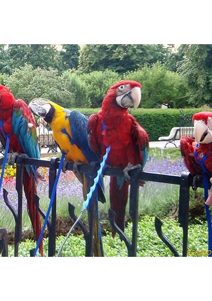 Xs Stili Et Papağan Kuş Koşum Tasma Açık Uçan Çekiş Kayışları Anti Uçan Bant Taşınabilir Ayarlanabilir Isırma Önleyici Eğitim Halatı (Yurt Dışından) modelleri