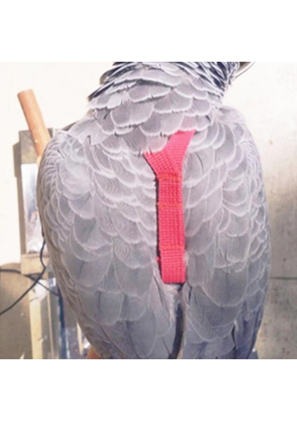 Yeşil Stil Pet Kuş Koşum ve Tasma Ayarlanabilir Papağan Kuş Koşum Tasma Pet Anti Bite Eğitim Halatı Yumuşak Taşınabilir Pet Oyuncaklar Açık (Yurt Dışından) fırsatları