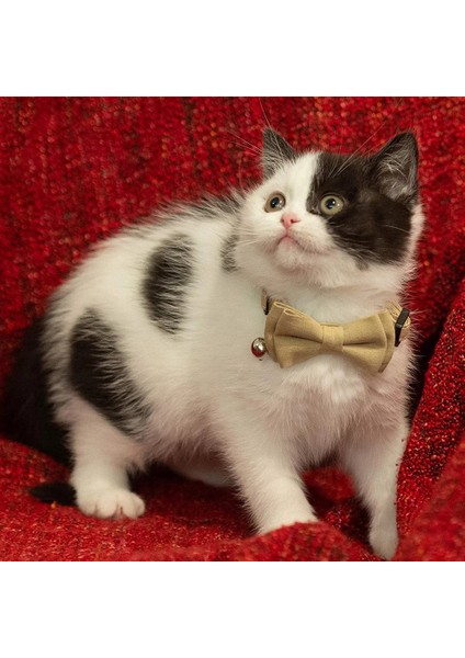 Yeşil Stil 1.0X28CM Çan ve Clalaid Papyonlu Ayrılabilir Kedi Tasması Evcil Hayvan ve Köpek Yavruları Için Ayarlanabilir Emniyetli Yavru Kedi Tasması 7.8~10.2 Inç (Yurt Dışından) modelleri