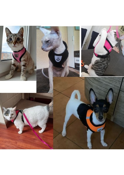 Turuncu Tarzı M 3-4.5kg Kedi Köpek Ayarlanabilir Koşum Yelek Yavru Köpekler Için Yürüyüş Kurşun Tasma Küçük Orta Köpek Için Polyester Örgü Koşum Kedi Kedi Pet (Yurt Dışından) modelleri