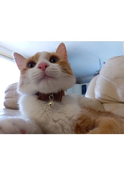 Kırmızı Stil S Beden Güvenlik Elastik Çan ile Papyon Küçük Köpek Kedi Yaka Güvenli Yumuşak Kadife 7 Renk Evcil Hayvan Ürünleri Köpek Tasması Evcil Hayvan Tedarikçisi Kedi Tasmaları (Yurt Dışından) indirimleri