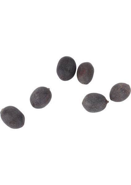 Lotus Bitki Tohumları, Bahçeler Için Yetiştirilmesi Kolay Lotus Tohumları (Yurt Dışından) indirimleri